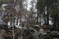 Sikhote-Alin State Nature Biosphere Reserve