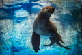 Primorsky Aquarium