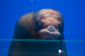 Primorsky Aquarium