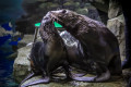 Primorsky Aquarium