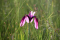 Sikhote-Alin State Nature Biosphere Reserve