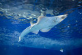 Primorsky Aquarium