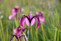 Sikhote-Alin State Nature Biosphere Reserve