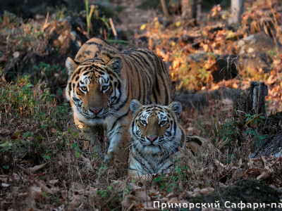 Safari park - best way to see TIGERS!