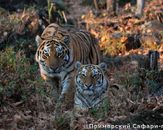 Safari park - best way to see TIGERS!