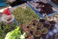 Local life experience – Chinese and farmers markets