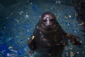 Primorsky Aquarium