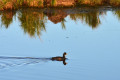 Khanka Lake - the largest lake in the Russian Far East