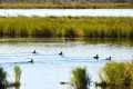 Khanka Lake - the largest lake in the Russian Far East
