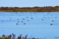 Khanka Lake - the largest lake in the Russian Far East