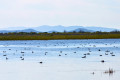 Khanka Lake - the largest lake in the Russian Far East
