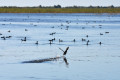 Khanka Lake - the largest lake in the Russian Far East