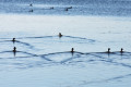 Khanka Lake - the largest lake in the Russian Far East