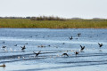 Khanka Lake - the largest lake in the Russian Far East