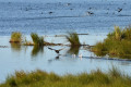 Khanka Lake - the largest lake in the Russian Far East