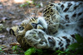 National Park “Land of Leopards”
