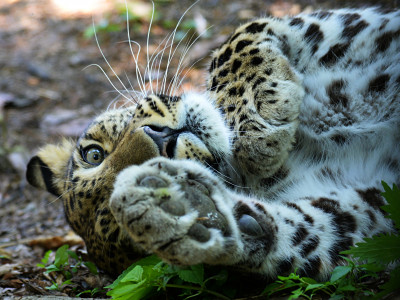National Park “Land of Leopards”