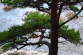 The Far Eastern Marine Reserve. Orlinka Bay