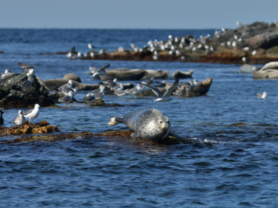 Askold  Island