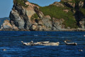 The Far Eastern Marine Reserve. Orlinka Bay