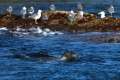 The Far Eastern Marine Reserve. Orlinka Bay