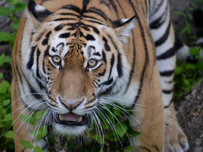 Tigerland
