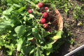 Russian Dacha Experience & countryside 