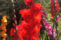 Russian Dacha Experience & countryside 