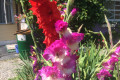 Russian Dacha Experience & countryside 