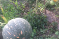 Russian Dacha Experience & countryside 