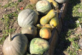 Russian Dacha Experience & countryside 