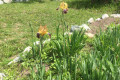 Russian Dacha Experience & countryside 