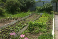 Russian Dacha Experience & countryside 