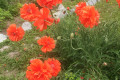 Russian Dacha Experience & countryside 
