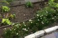 Russian Dacha Experience & countryside 