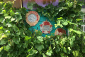 Russian Dacha Experience & countryside 