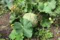 Russian Dacha Experience & countryside 