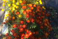 Russian Dacha Experience & countryside 