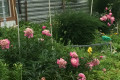 Russian Dacha Experience & countryside 