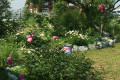 Russian Dacha Experience & countryside 