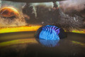 Primorsky Aquarium
