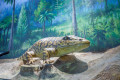 Primorsky Aquarium
